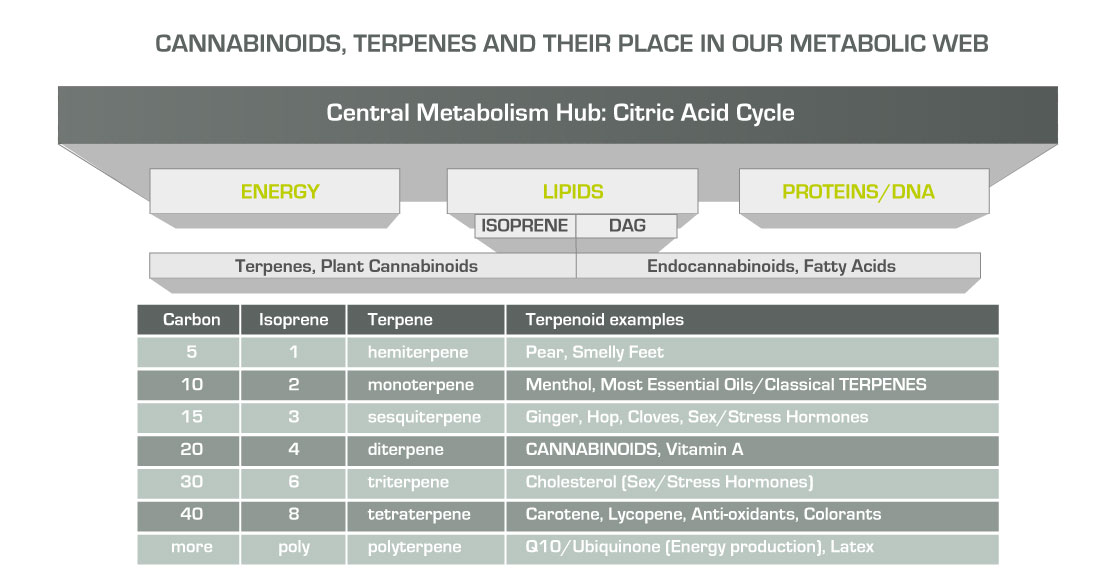 CannsTerpsMetabPlace